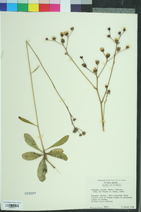 Vernonia acaulis image