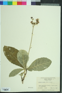 Vernonia acaulis image