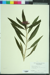 Vernonia gigantea gigantea image