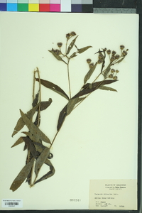Vernonia gigantea gigantea image