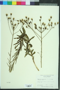 Vernonia angustifolia image