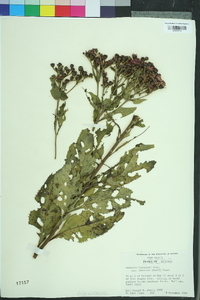 Vernonia baldwinii image