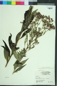 Vernonia baldwinii image