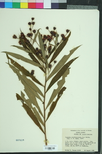 Vernonia noveboracensis image
