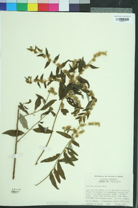 Vernonia sericea image