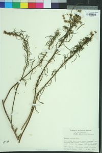 Vernonia sericea image