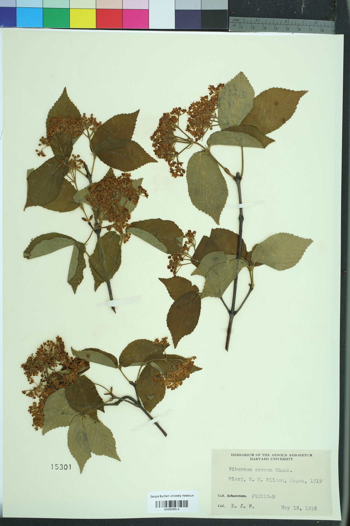 Viburnum erosum image