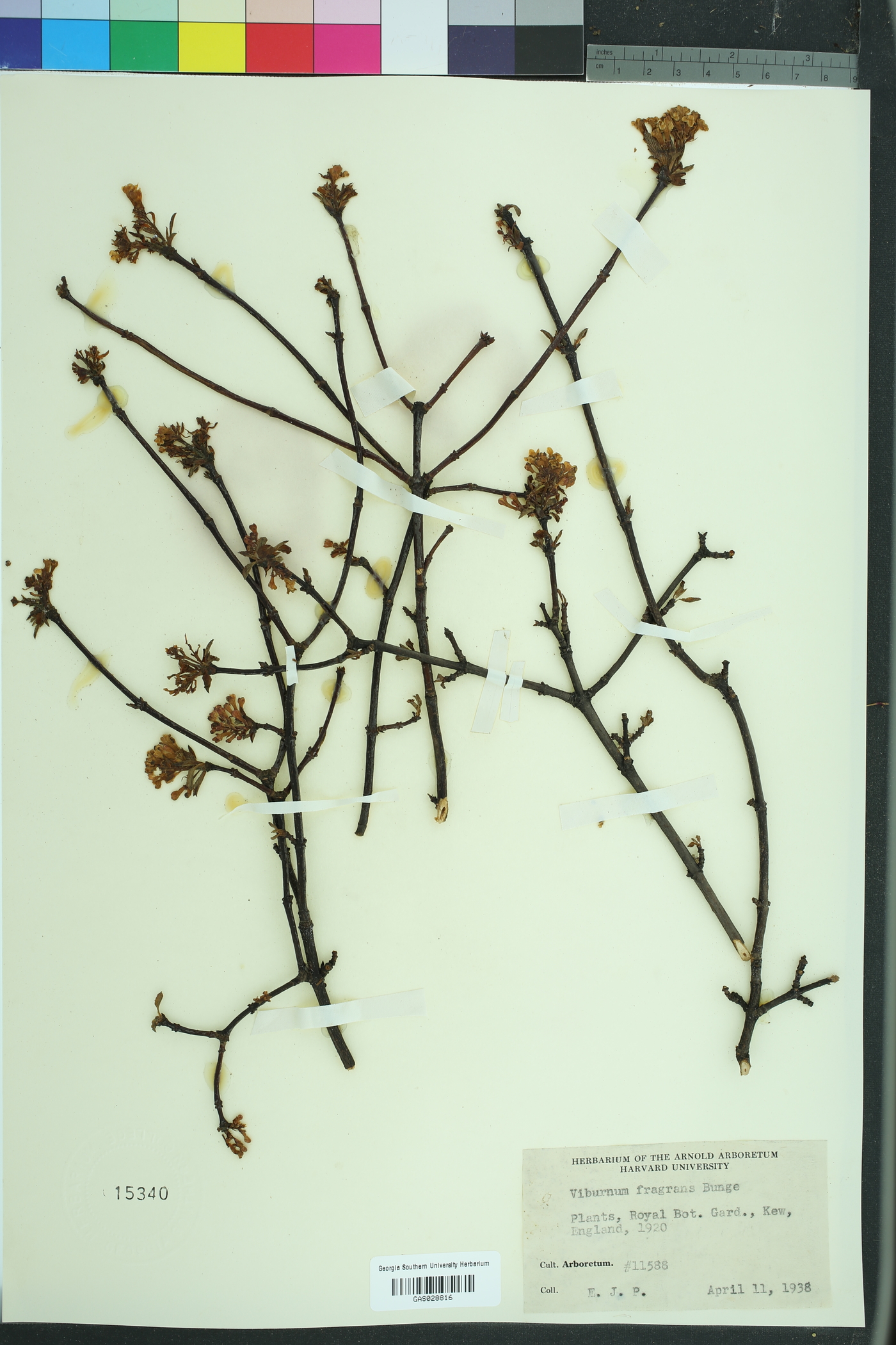 Viburnum farreri image