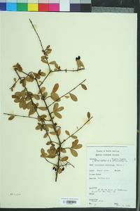 Viburnum obovatum image