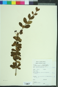 Viburnum obovatum image