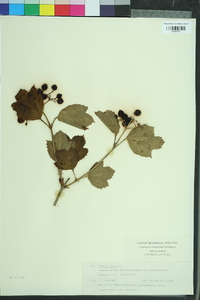 Viburnum opulus image