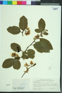 Viburnum suspensum image