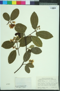 Viburnum suspensum image