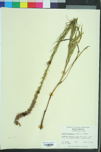 Liatris virgata image