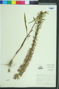 Liatris elegans image