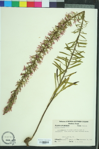 Liatris elegans image