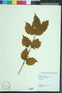 Viburnum plicatum image