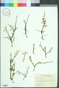 Prunus angustifolia image