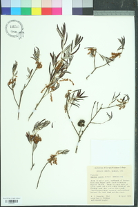 Quercus pumila image