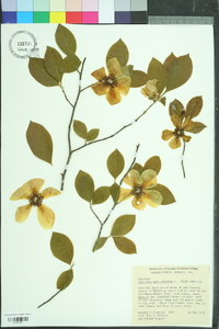 Stewartia malacodendron image