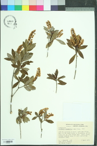 Cliftonia monophylla image