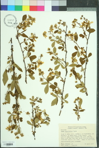 Rubus cuneifolius image