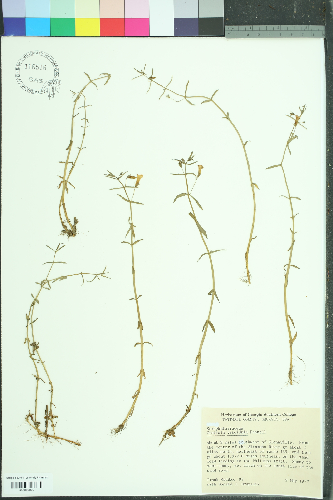Gratiola viscidula image