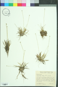 Lachnocaulon anceps image