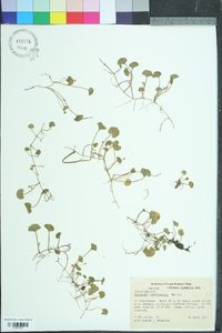 Dichondra carolinensis image