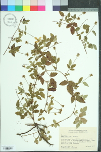 Rubus trivialis image