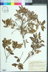 Cliftonia monophylla image