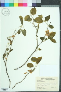 Halesia carolina image