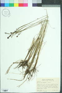 Sisyrinchium fuscatum image