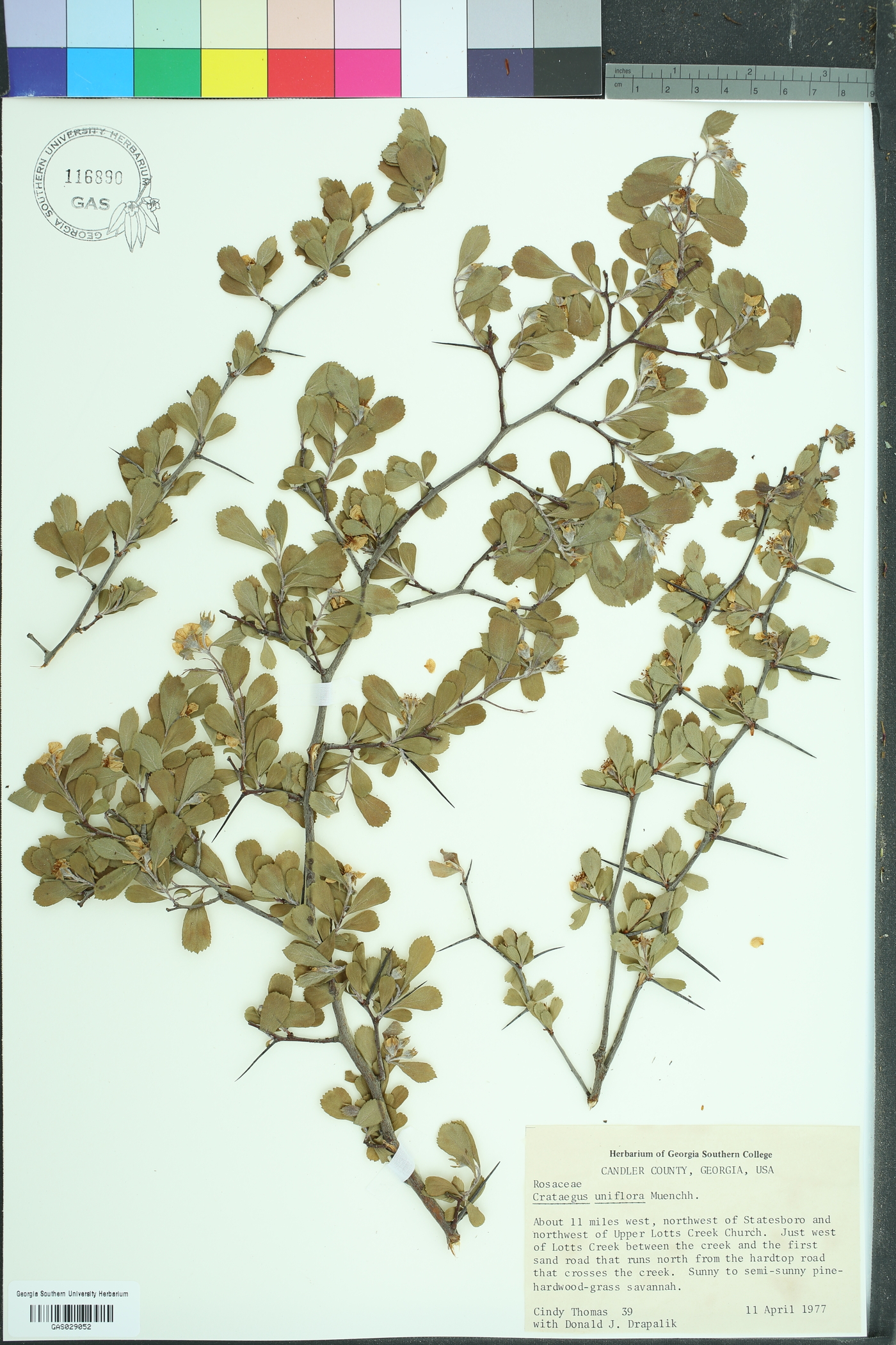 Crataegus uniflora image