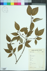 Quercus pumila image