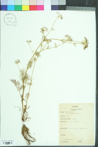 Ptilimnium capillaceum image