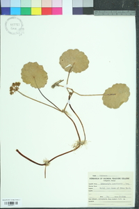 Hydrocotyle bonariensis image