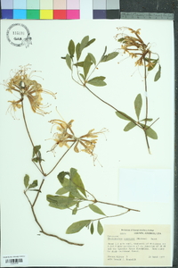 Rhododendron canescens image
