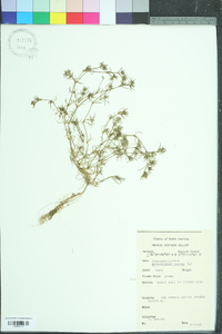 Scleranthus annuus image