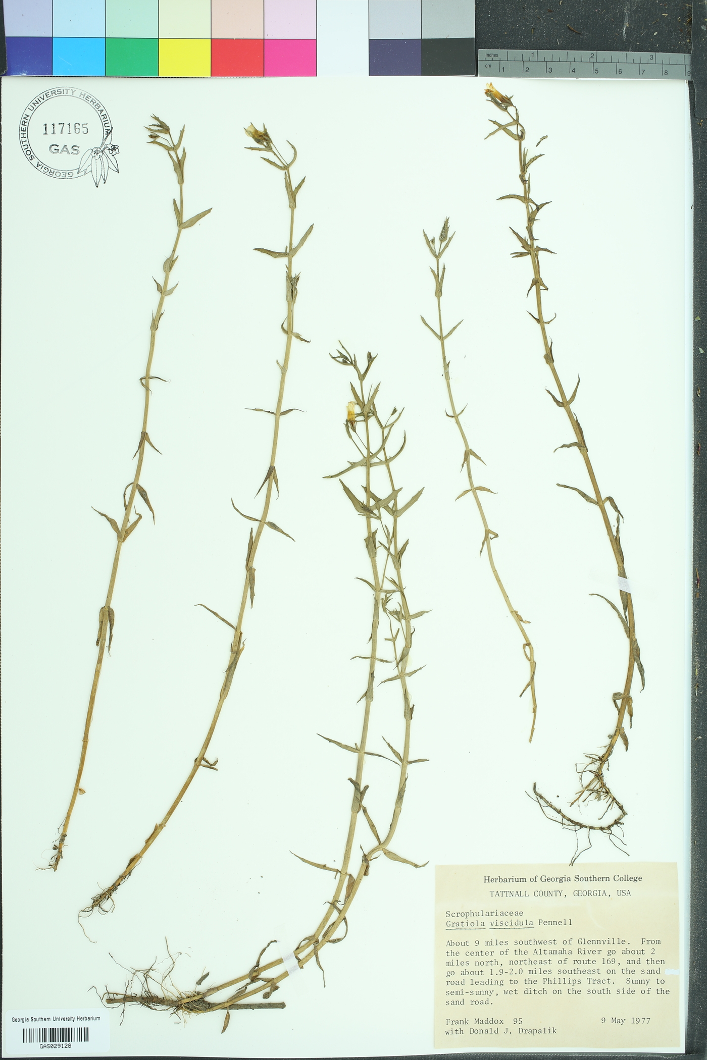 Gratiola viscidula image