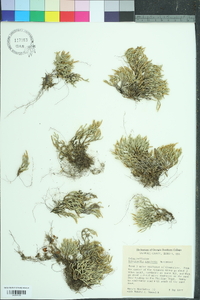 Selaginella arenicola image