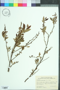 Vaccinium fuscatum image