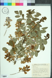 Robinia hispida image