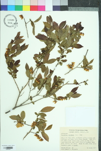 Leucothoe racemosa image