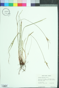 Scleria oligantha image