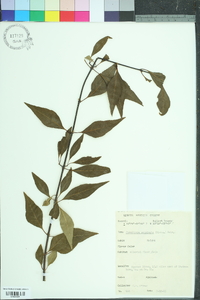 Forestiera acuminata image