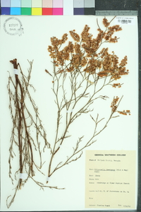 Polygonella americana image