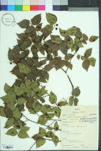 Celtis tenuifolia image