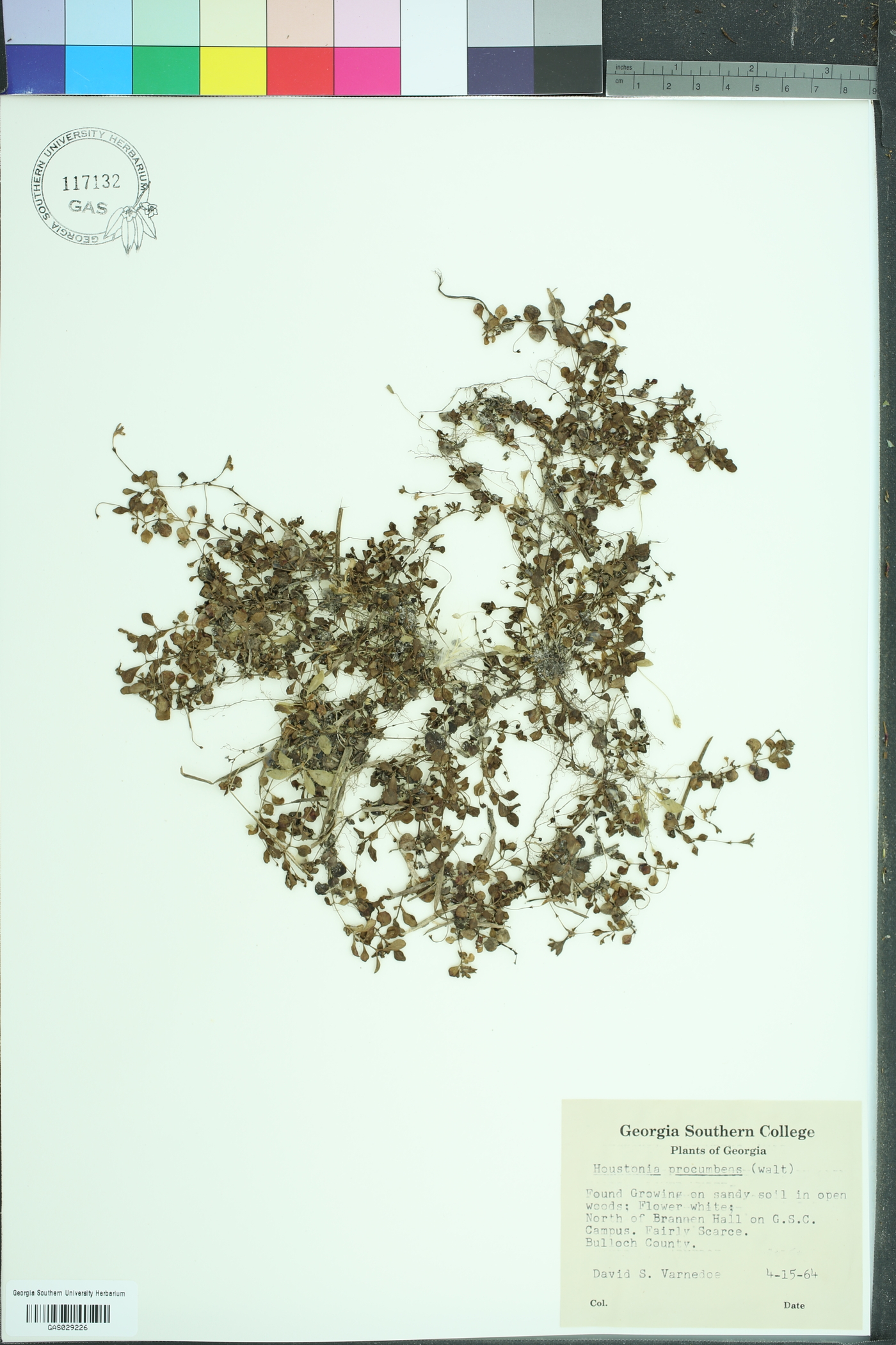 Houstonia procumbens image