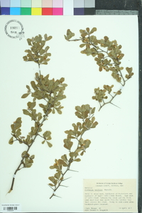 Crataegus uniflora image